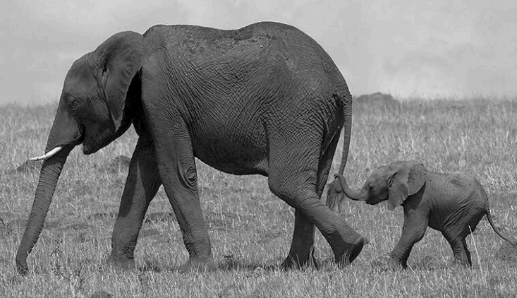 Rogue Elephants Documentary Examines the Impact of Fatherlessness Through a Powerful Wildlife Metaphor